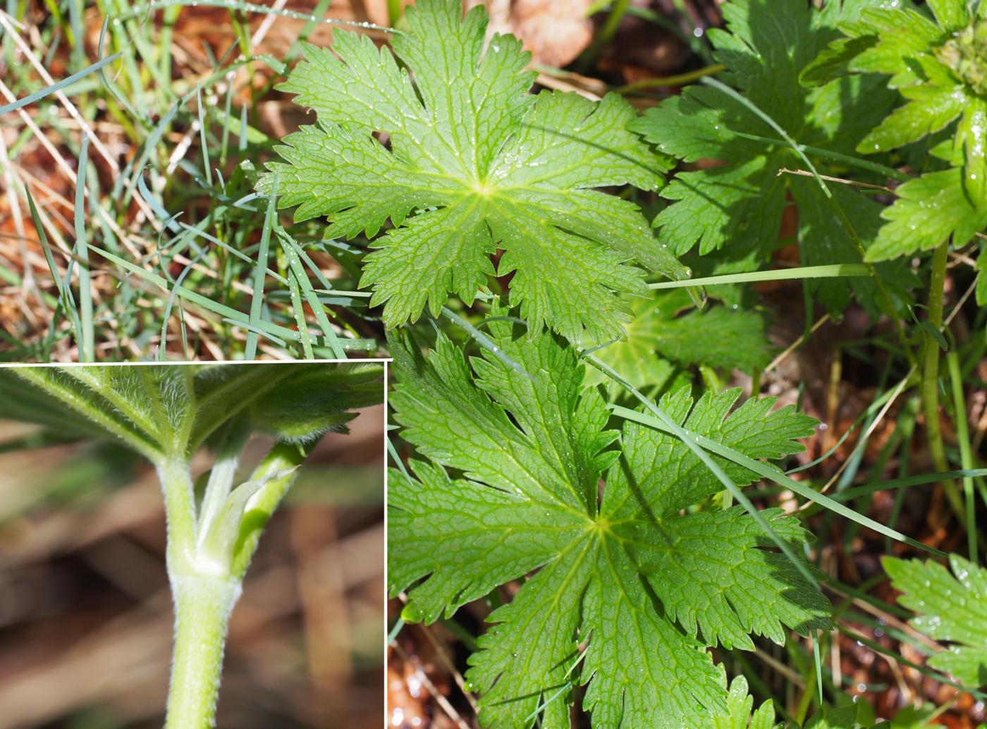 Cranesbill, Wood leaf